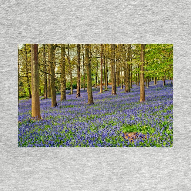 Bluebells Bluebell Woods Greys Court Oxfordshire UK by AndyEvansPhotos